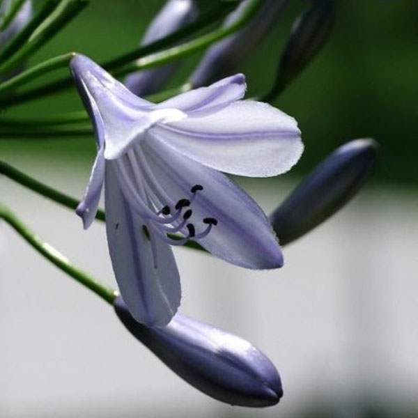 Purple Clivia Seed