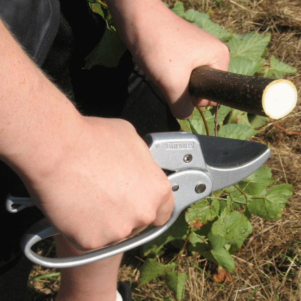 garden pruning shear