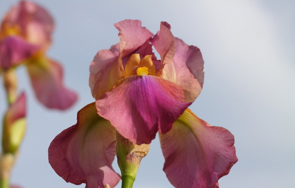 iris flower seeds