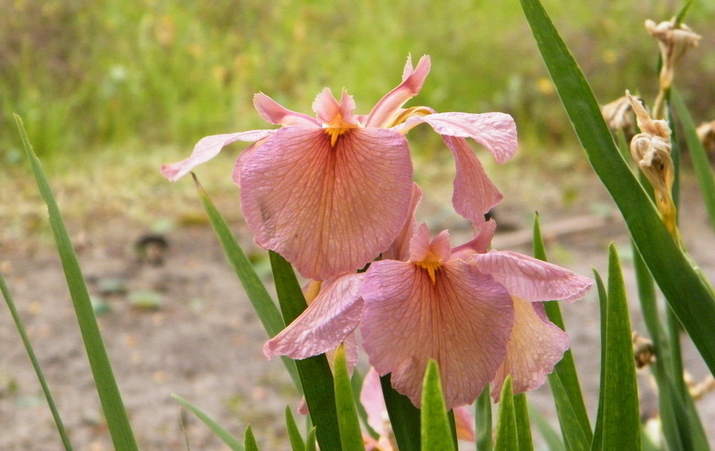 iris flower seeds
