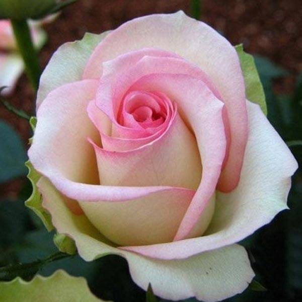 pink white roses