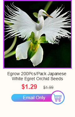 Egrow 200pcs Japanese Egret Flowers Seeds White Egret Orchid Seeds Radiata Rare White Orchid