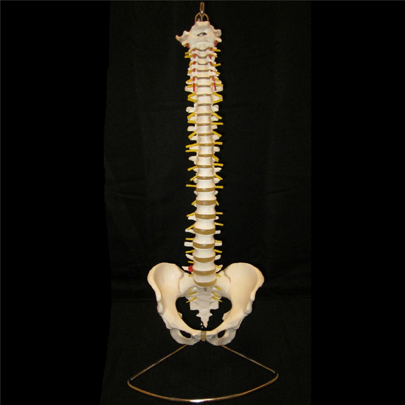 Professional Human Spine Model Flexible Medical Anatomical Spine Model 8