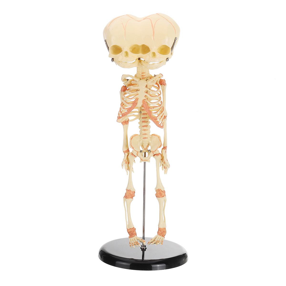 

Human Baby Fetus Skeleton Specimen Halloween Prop Horror Sideshow Freak Medical Model