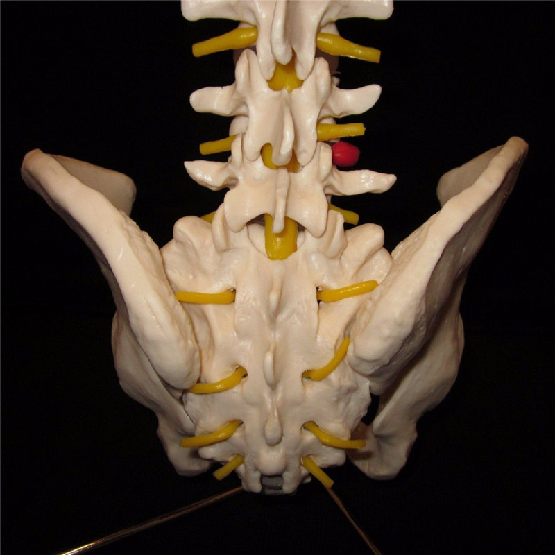 Professional Human Spine Model Flexible Medical Anatomical Spine Model 12