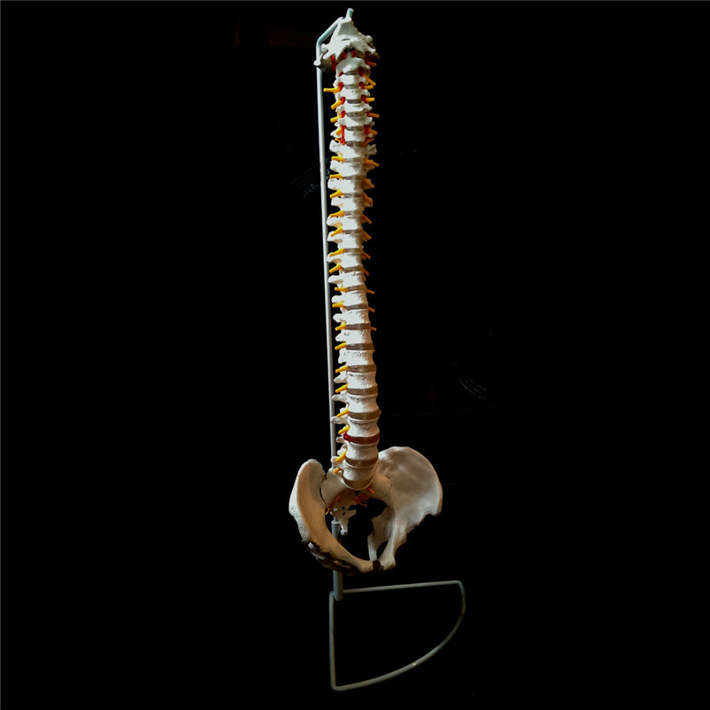 Professional Human Spine Model Flexible Medical Anatomical Spine Model 23