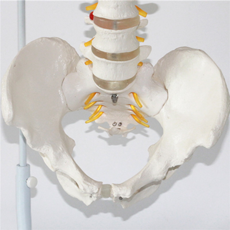 Professional Human Spine Model Flexible Medical Anatomical Spine Model 28