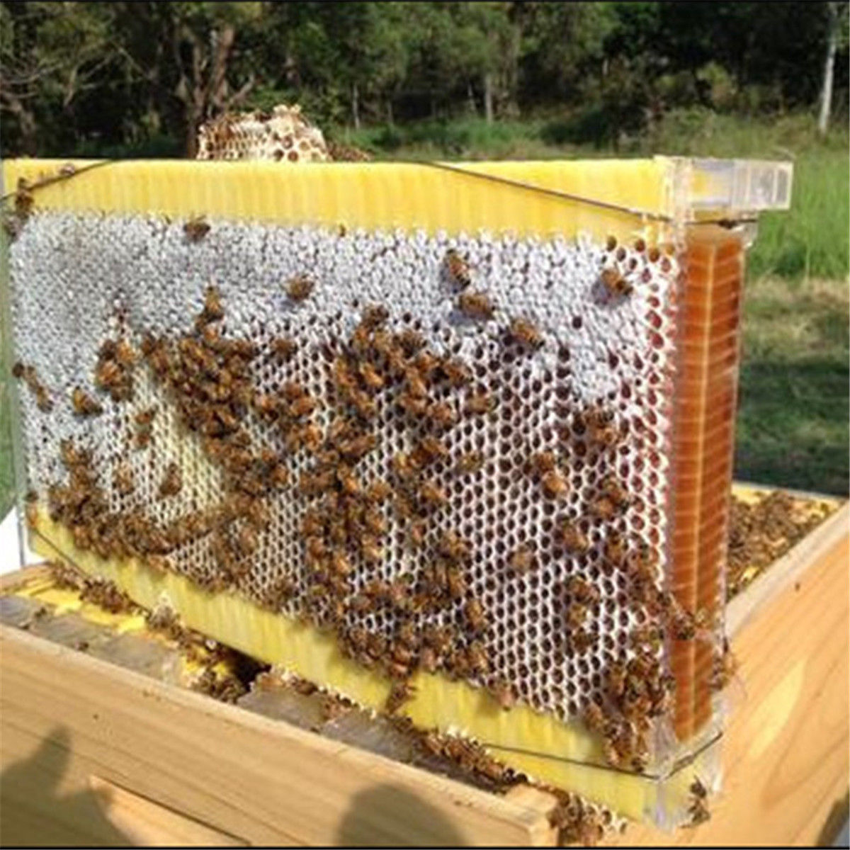 Пчелосемьями купить краснодарский. Пчелопакеты Бакфаст. Улей Flow Hive. Пасека соты. Рамка для пчелиных сот.