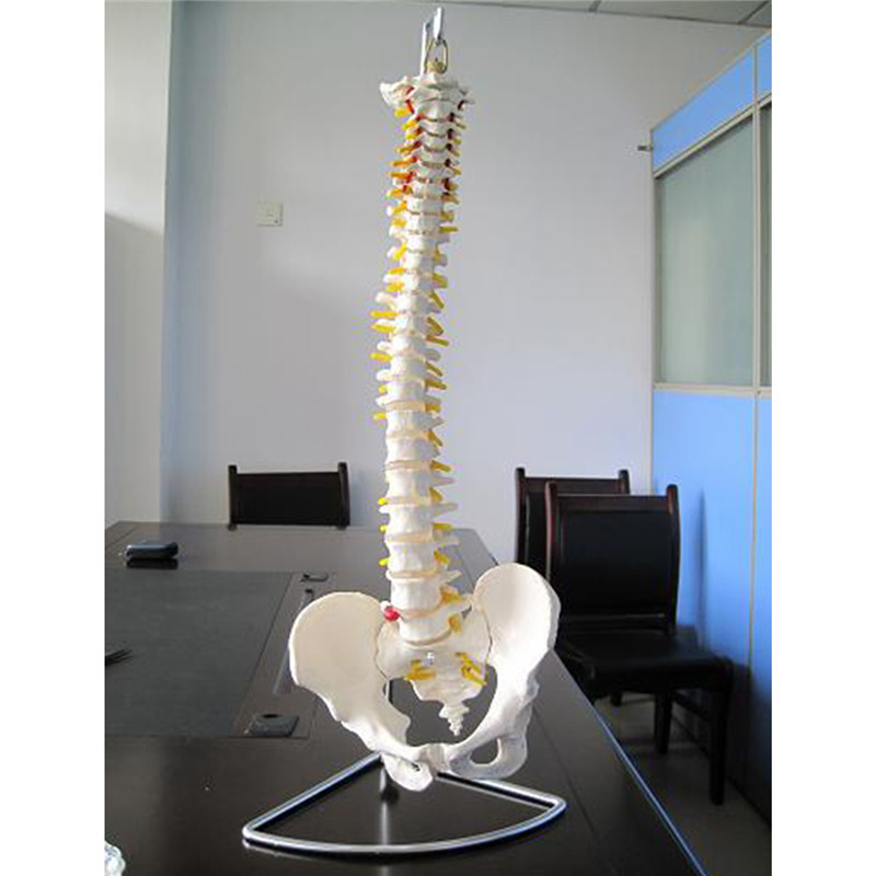 Professional Human Spine Model Flexible Medical Anatomical Spine Model 12
