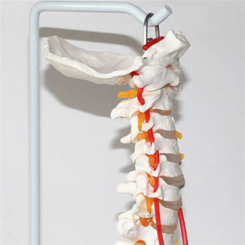 Professional Human Spine Model Flexible Medical Anatomical Spine Model 24