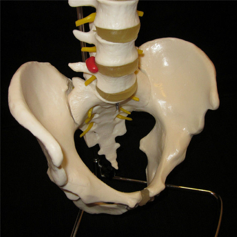 Professional Human Spine Model Flexible Medical Anatomical Spine Model 27