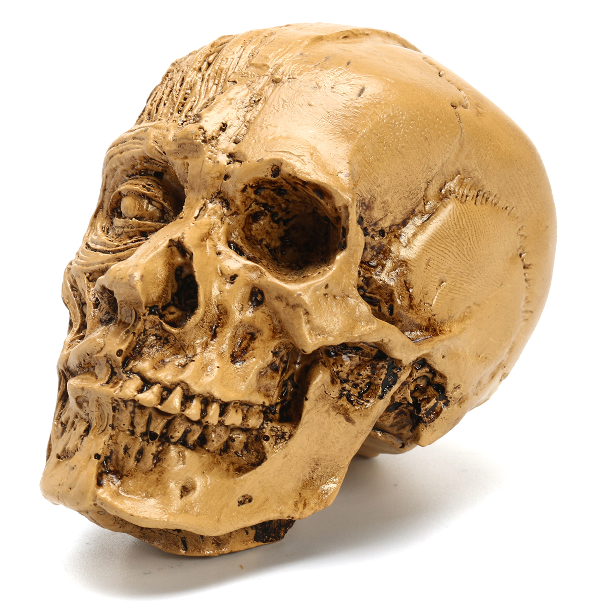 Bone head. Анатомический череп человека. Кости головы. Черепная коробка человека.