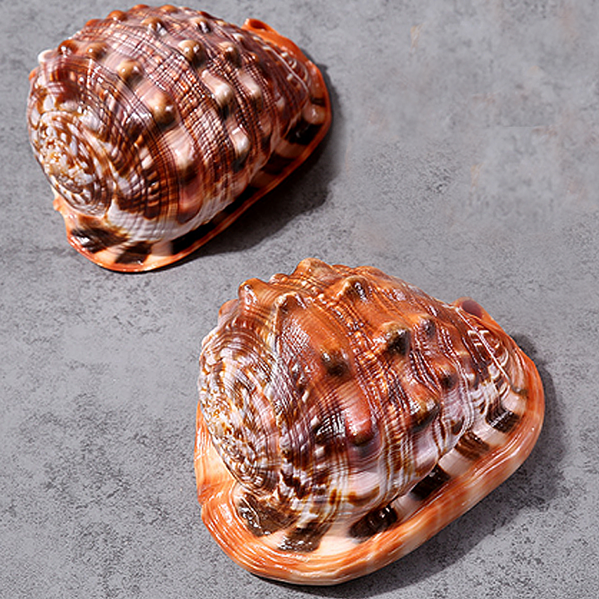 Natural African Turban Shell Conch Coral Sea Snail Home Garnish Fish Tank Adorn 