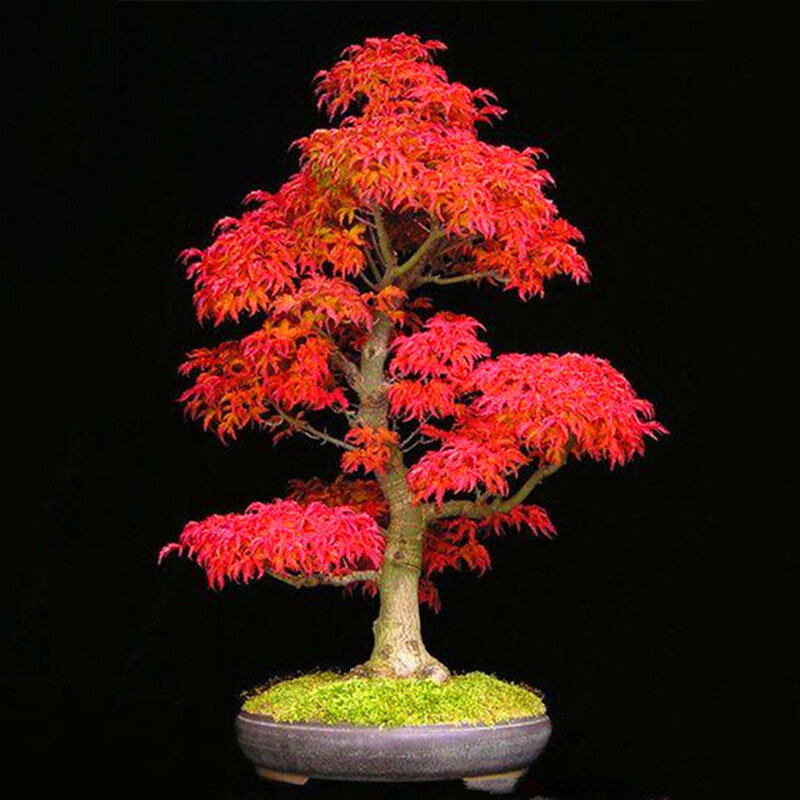 Japanese Red Maple at the 42nd Annual Bonsai Exhibit 
