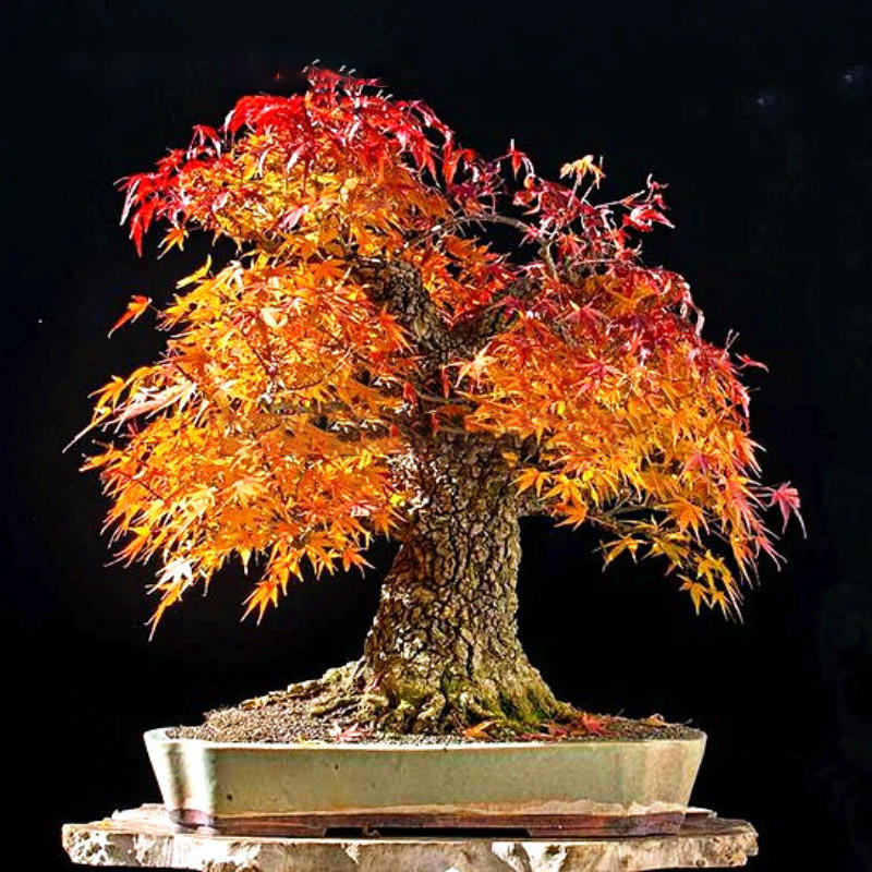 Japanese Red Maple Bonsai Tree(acer palmatum Rhode Island 
