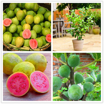 Egrow 30 Pcs/Pack Guava Seeds Tropical Sweet Fruit Tree Plants